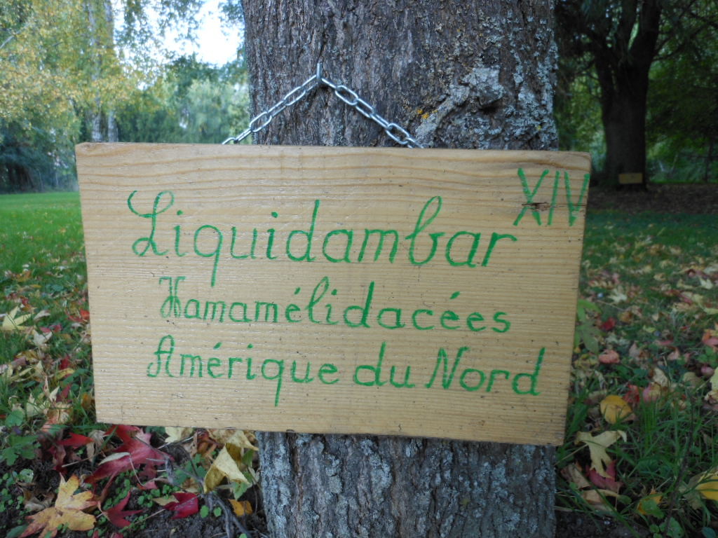 Liquidambar Arboretum Manoir du Pont