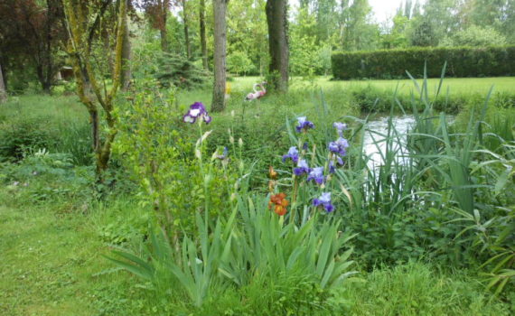 Iris en bord de riviere